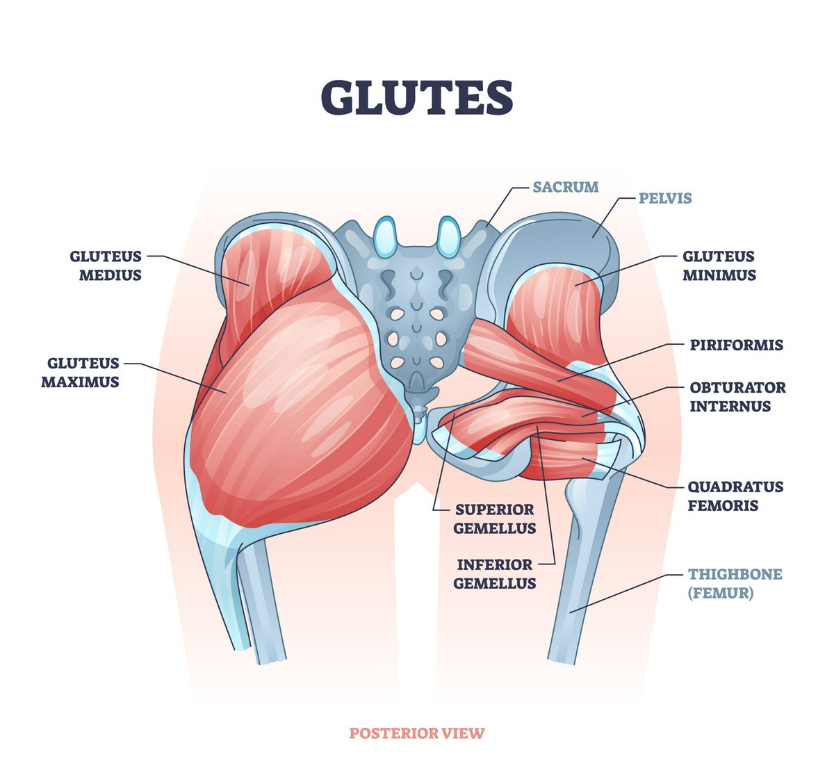 Medius